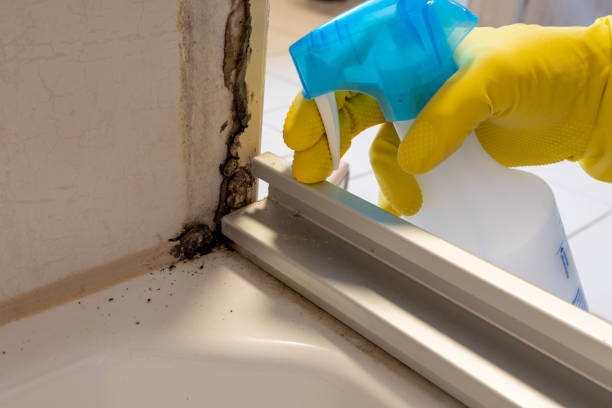 Best Post-Flood Mold Remediation in USA